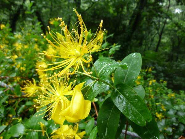 金丝桃花语是什么 金丝桃花语及花期分享