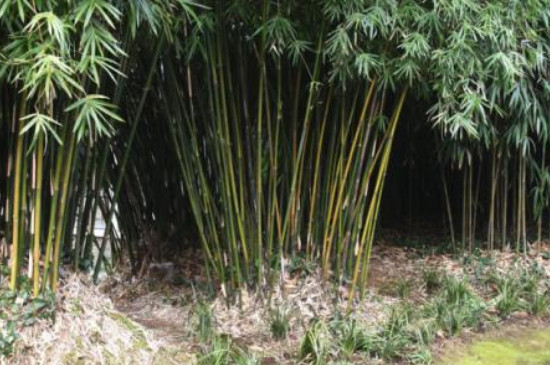 孝顺竹叶子发黄原因