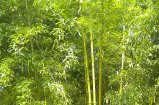 孝顺竹叶子发黄原因