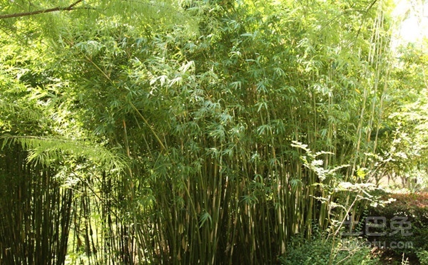 孝顺竹规格及其主要价值