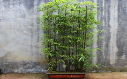 紫竹如何盆栽-紫竹盆栽方法