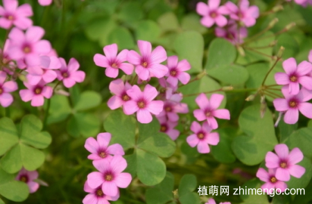 红花酢浆草繁殖方法，红花酢浆草栽培方法