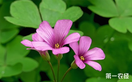 红花酢浆草怎样种植？红花酢浆草的种植管理