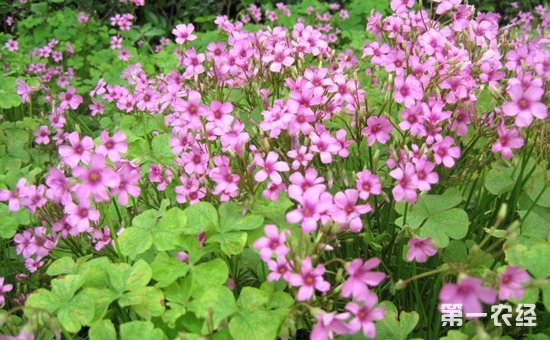 红花酢浆草怎样种植？红花酢浆草的种植管理