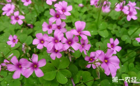 红花酢浆草怎样种植？红花酢浆草的种植管理
