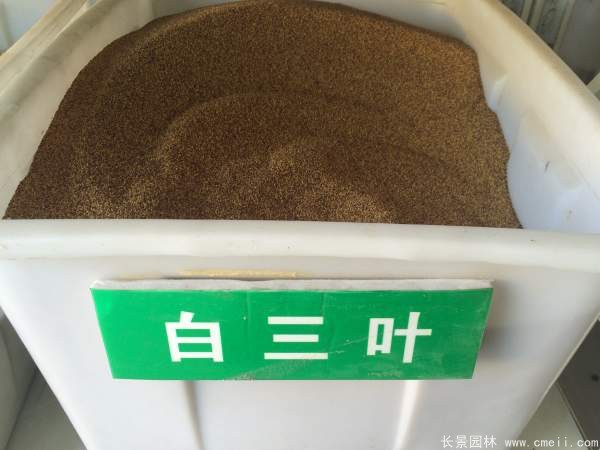 红花酢浆草和三叶草区别是什么？