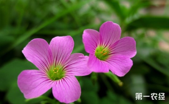 红花酢浆草是什么植物？红花酢浆草花期有多长？