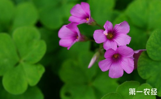 红花酢浆草是什么植物？红花酢浆草花期有多长？