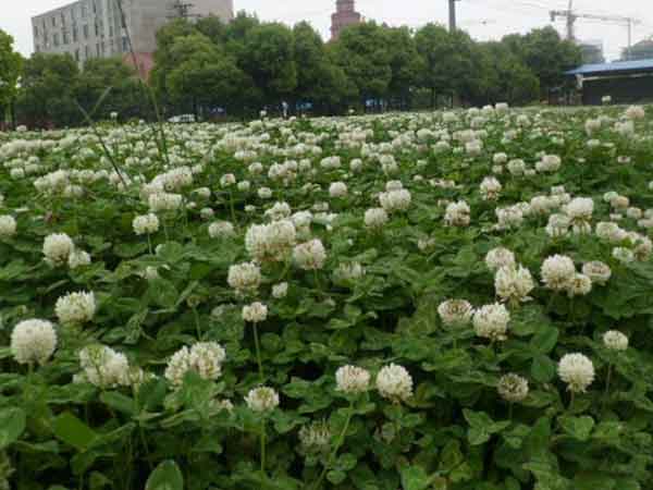 红花酢浆草和三叶草区别是什么？