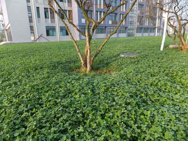 红花酢浆草和三叶草区别是什么？