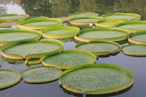 王莲开花是什么时候花是什么颜色的 最美的王莲图片特点是什么