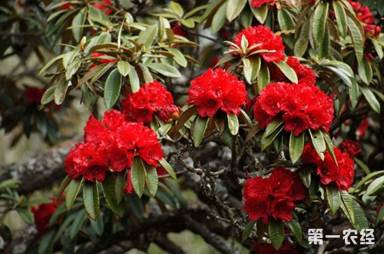 马缨花怎么移栽？马缨花移栽的方法和注意事项