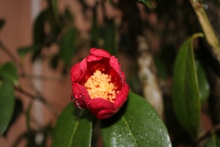 野生马缨花可以移栽吗