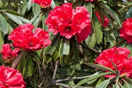 野生马缨花可以移栽吗