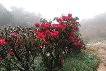 野生马缨花可以移栽吗