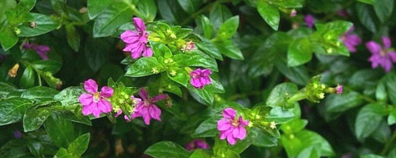 雪茄花的叶子有毒吗