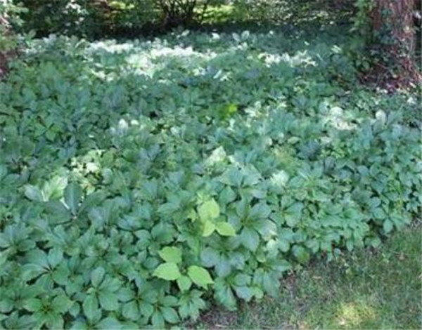 匍匐筋骨草盆栽养殖方法 匍匐筋骨草功效作用