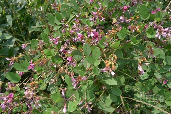胡枝子种植技术要点