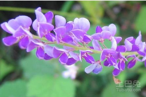 胡枝子种植技术要点
