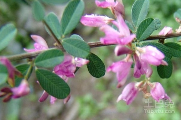 胡枝子种植技术要点