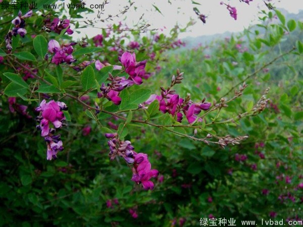 胡枝子种子什么时候种？胡枝子种子怎么种？