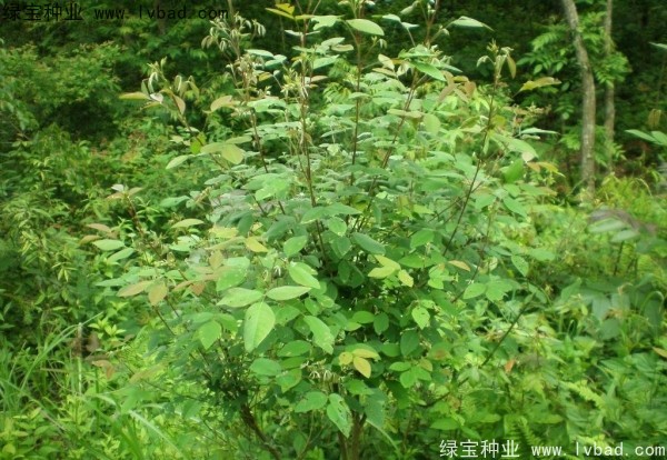 胡枝子种子什么时候种？胡枝子种子怎么种？
