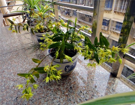 盆栽刺桐种植技术
