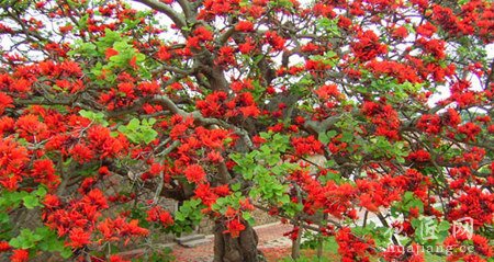 刺桐花的花语是什么？
