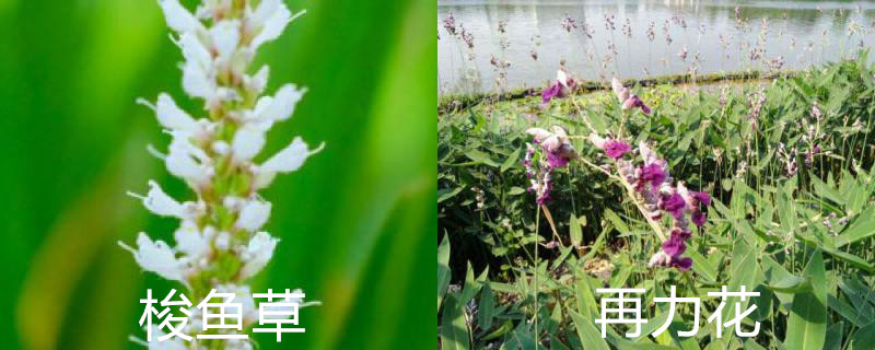 梭鱼草和再力花的区别，是不是水生植物