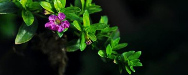 紫萼距花养殖卡片，养紫萼距花的注意事项