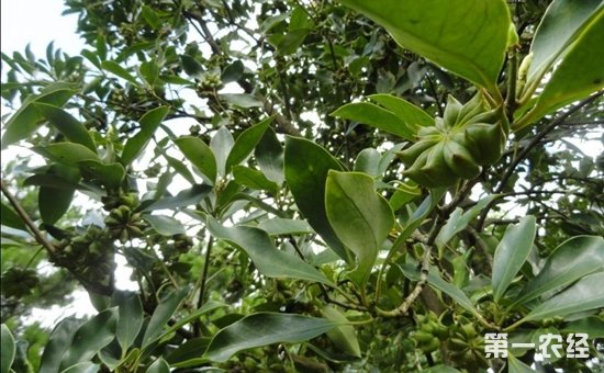 八角树苗几年挂果？