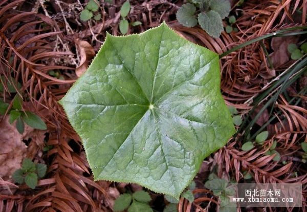 濒危药用植物八角莲养殖与盆栽新技术