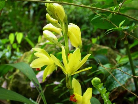 黄花鹤顶兰怎么分株