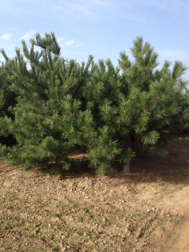 油松，高成活率栽植技巧及养护注意事项