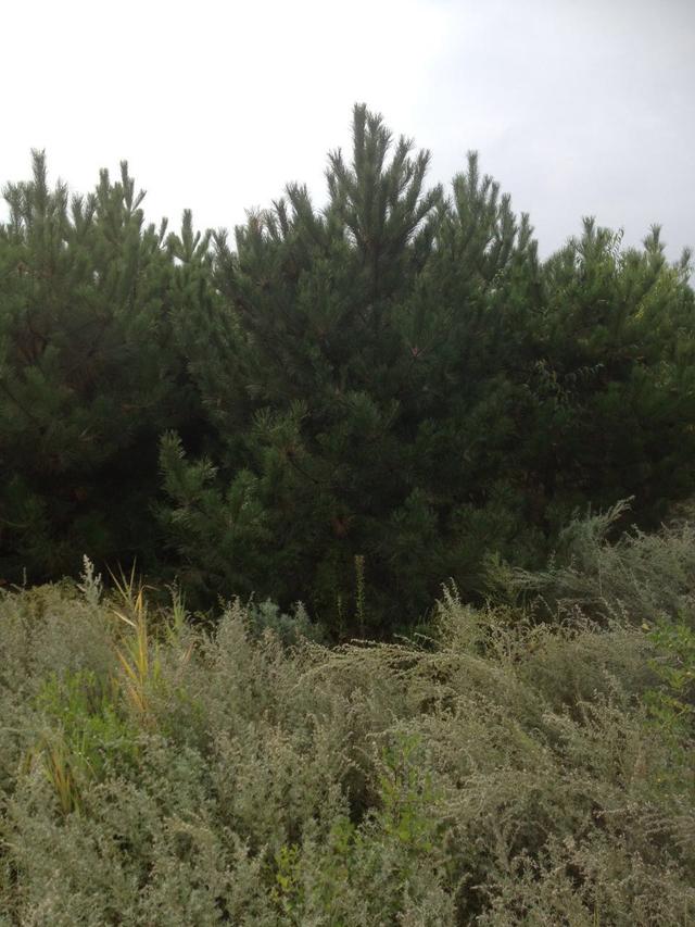 油松，高成活率栽植技巧及养护注意事项
