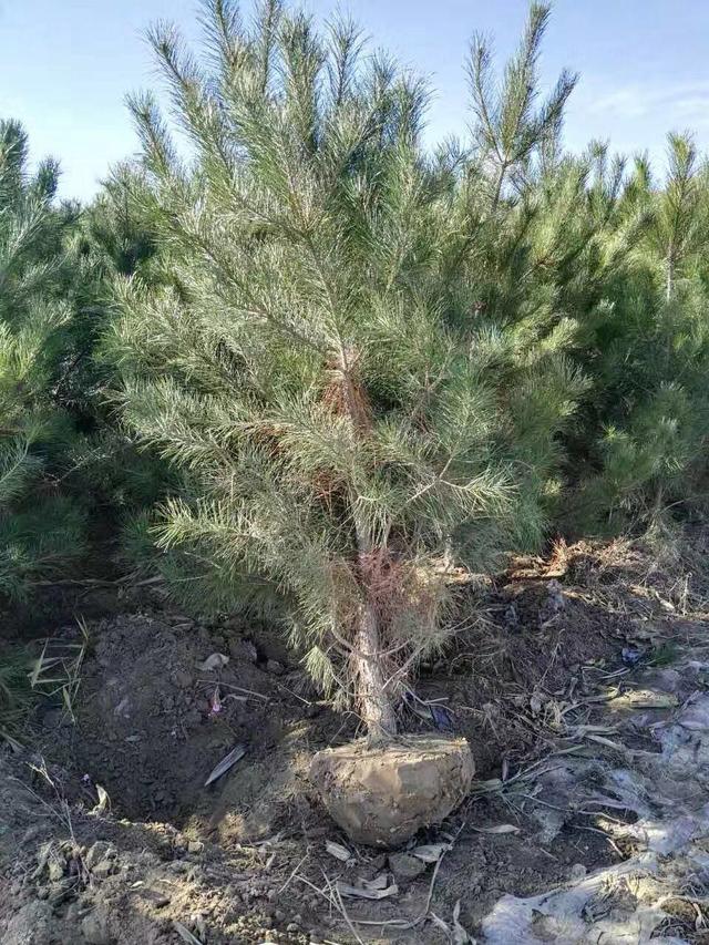 油松，高成活率栽植技巧及养护注意事项
