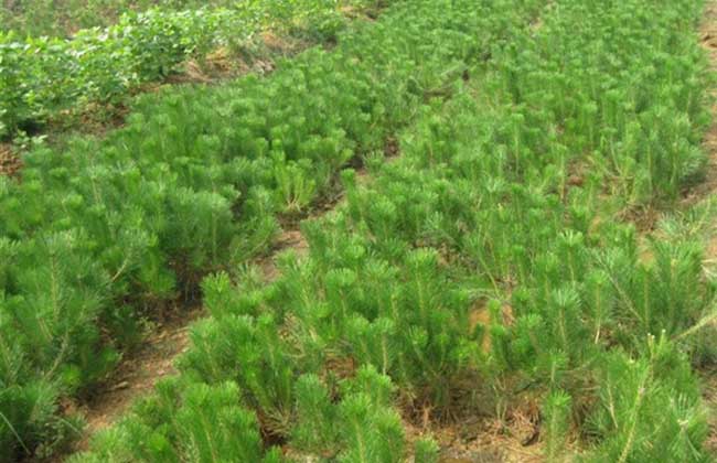 油松的种植技术 油松图片