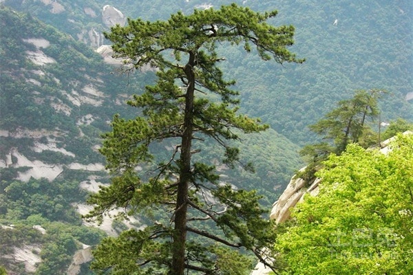 华山松种植技术以及病虫防范介绍