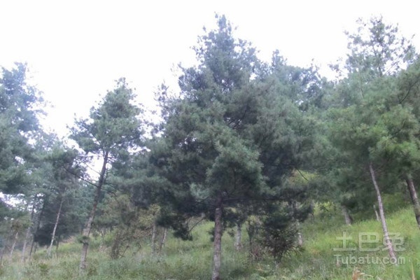 华山松种植技术以及病虫防范介绍