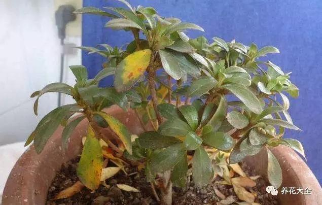 养了10年的花突然间就死了？赶紧这样做，还能捡回来一条命！
