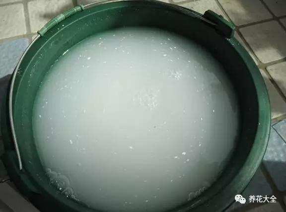 养了10年的花突然间就死了？赶紧这样做，还能捡回来一条命！