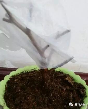 养了10年的花突然间就死了？赶紧这样做，还能捡回来一条命！