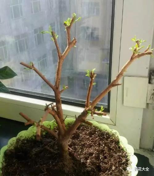 养了10年的花突然间就死了？赶紧这样做，还能捡回来一条命！