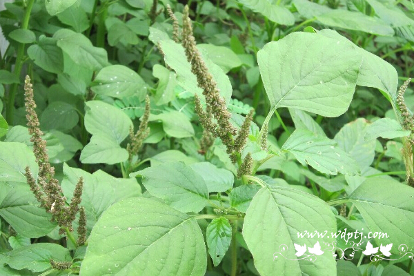 最全野苋菜图片大全
