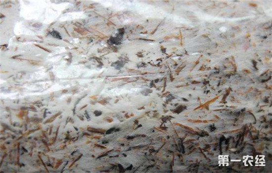 双孢菇菌丝不长或长得慢的原因及解决方法