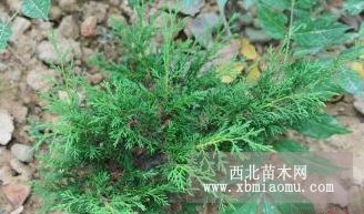 新品地被---地毯柏