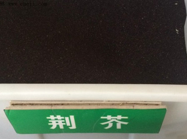 荆芥种子几月播种最好？