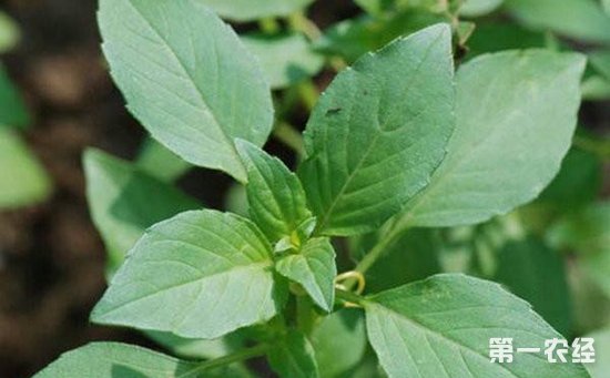 荆芥是什么？荆芥的田间管理技术
