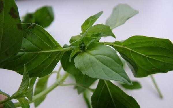 荆芥常见病虫害防治