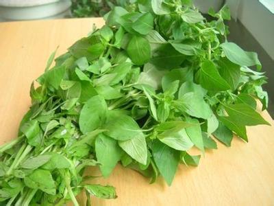 荆芥常见病虫害防治